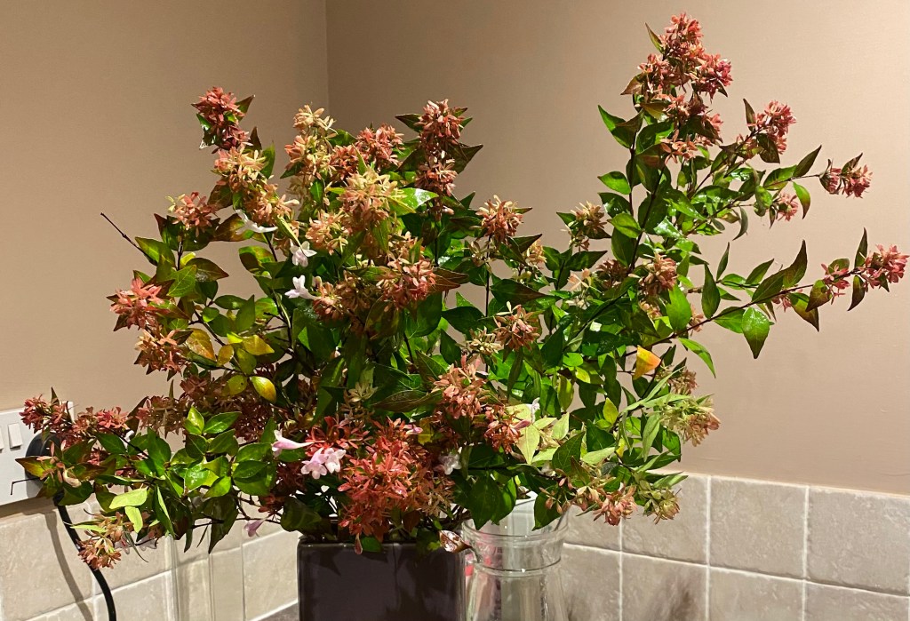 Some flowers putting on a show.