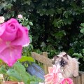 Cat in the roses.
