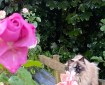 Cat in the roses.