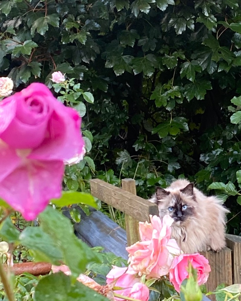 Cat in the roses.