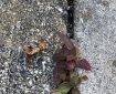 There’s always enough space for growth. Plant between pavement stones.