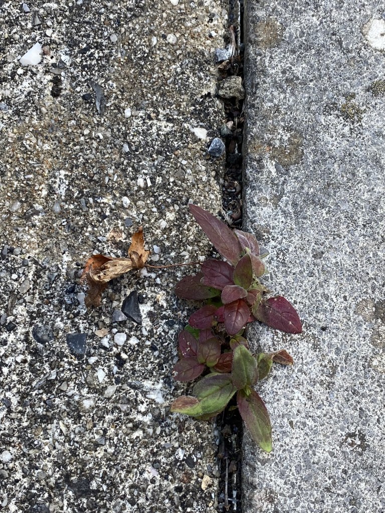 There’s always enough space for growth. Plant between pavement stones.