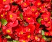 Red Begonias.