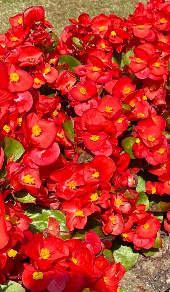 Red Begonias.