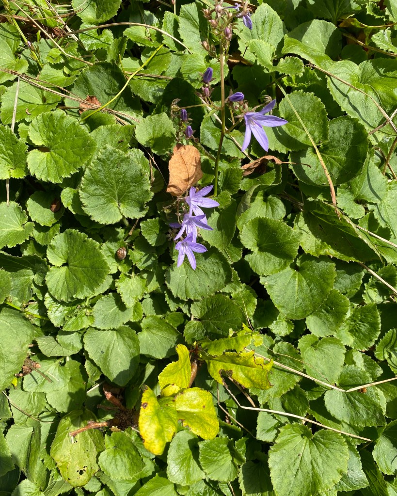 Periwinkle puts its head up.