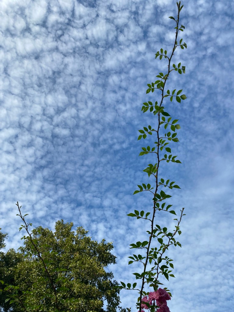 Rose branch pointing to the clouds.