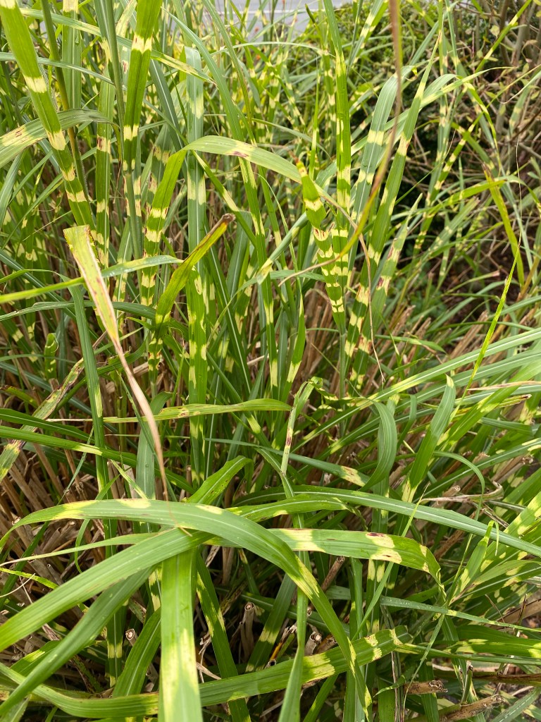 Green and yellow grass.