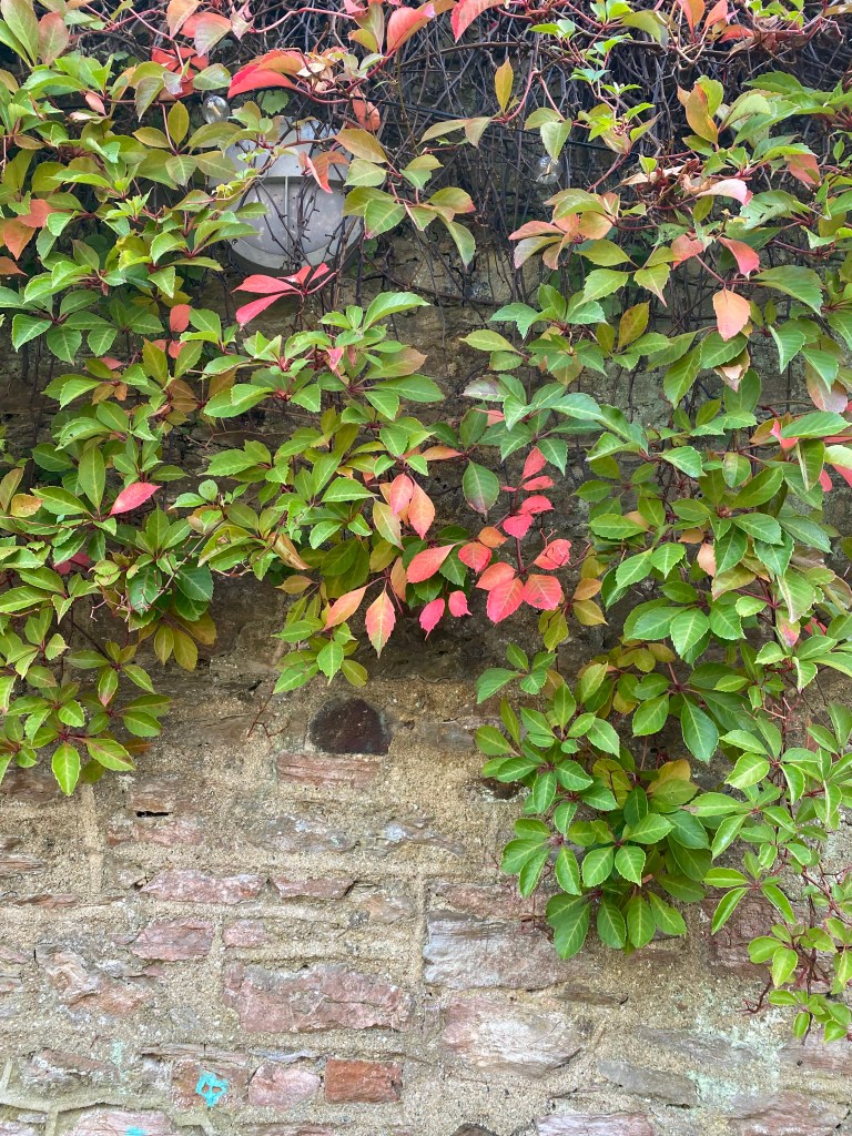 Multicolour creeper. 