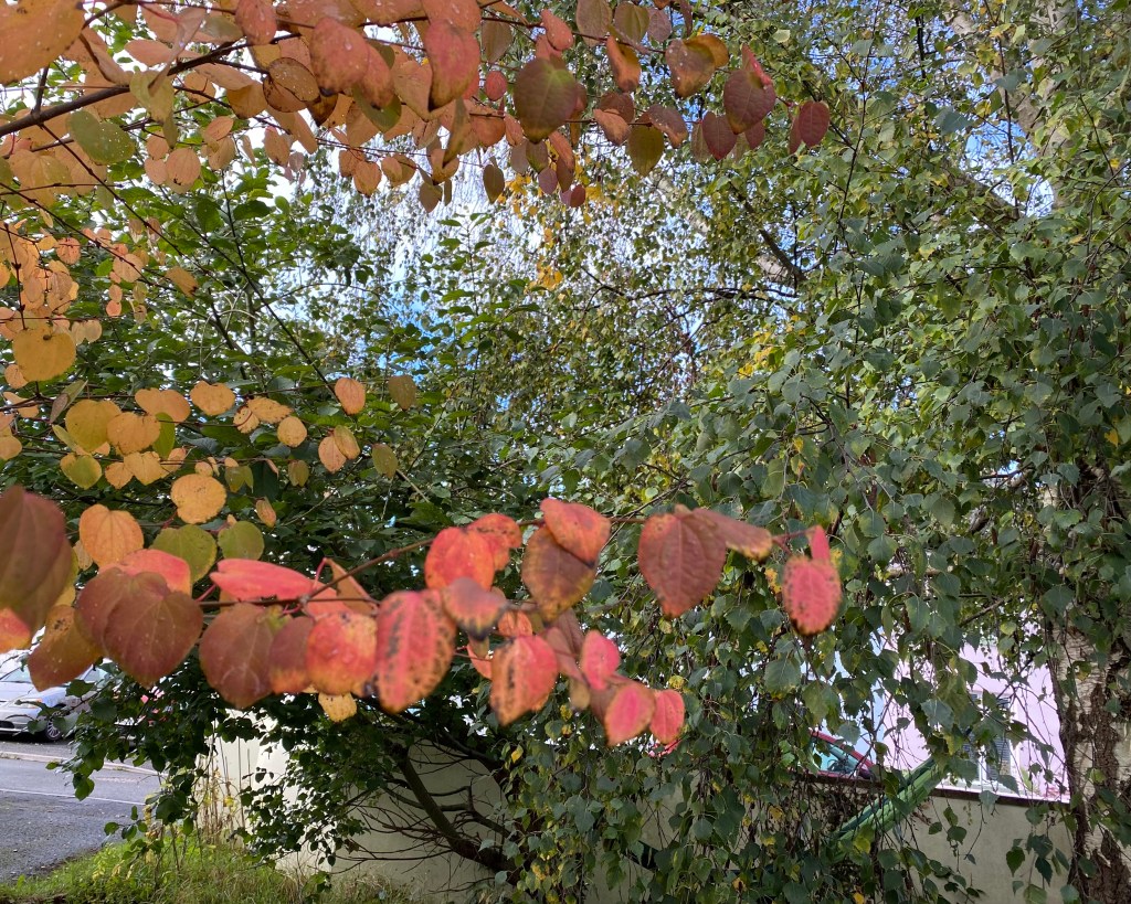 Multiple leaves in colour.
