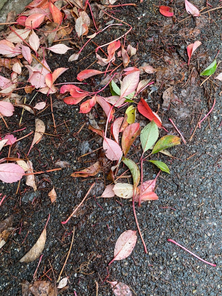 Some very nicely coloured leaves.