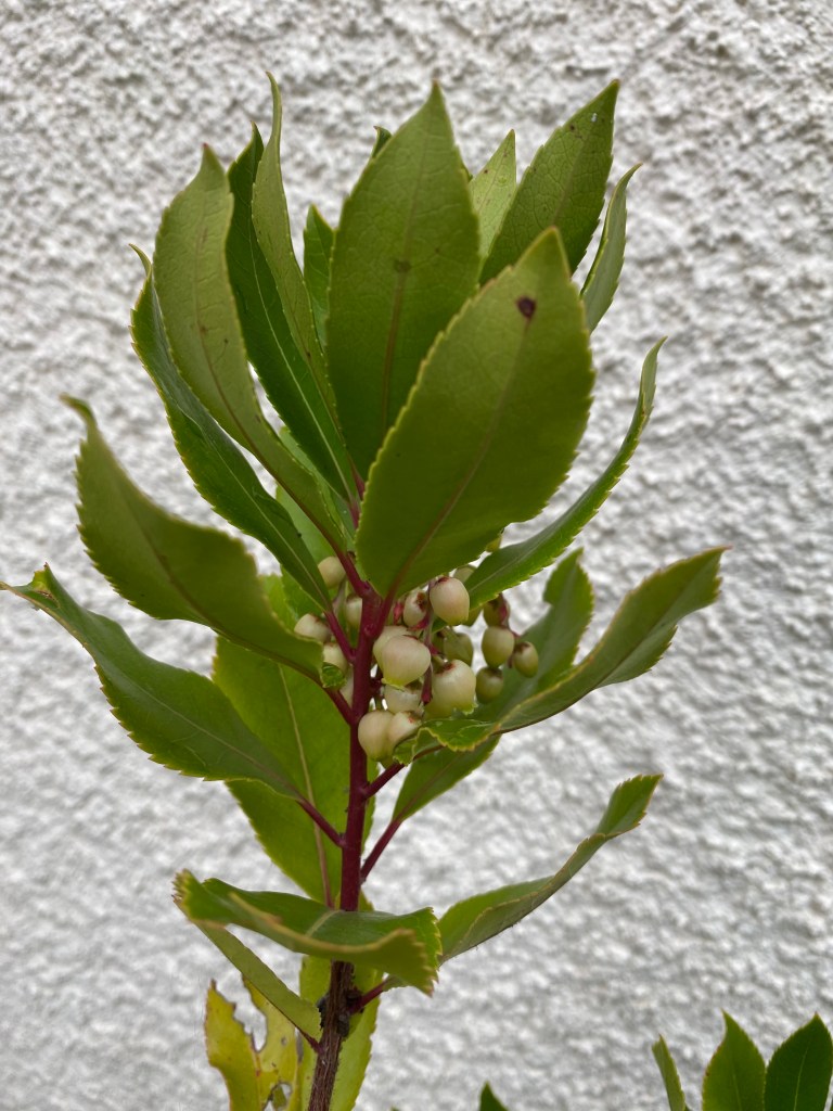 Strawberry tree (Planika obecná (Arbutus unedo)