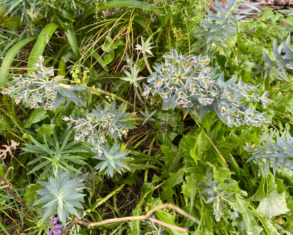 Green on green plants with the faintest pink.