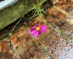 Garden Cosmos in the rain.