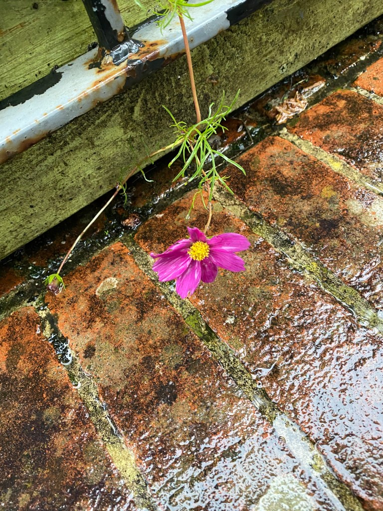 Garden Cosmos in the rain.