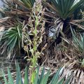Yucca gloriosa.