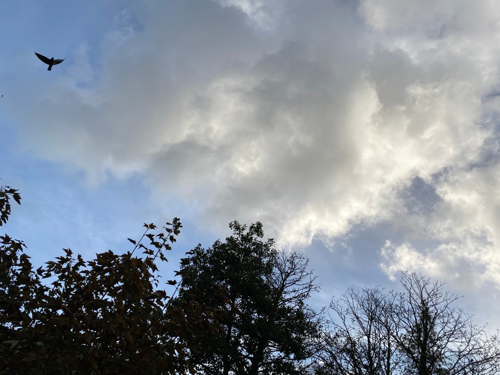 Sky over Totnes with a bird.