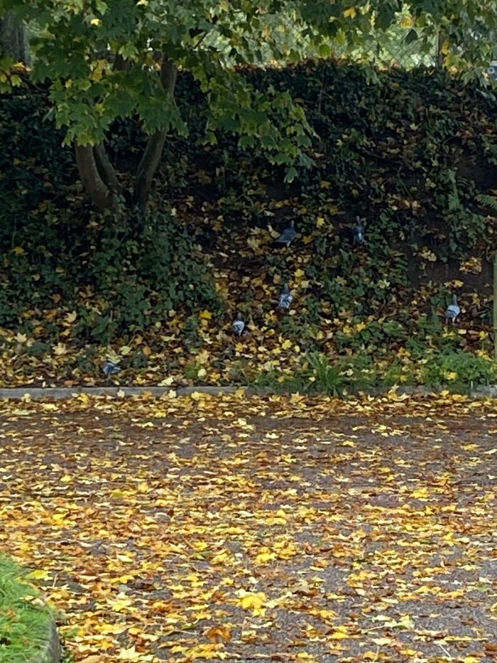 Pigeons on the bank.