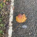 Coloured leaf on the side of the road.