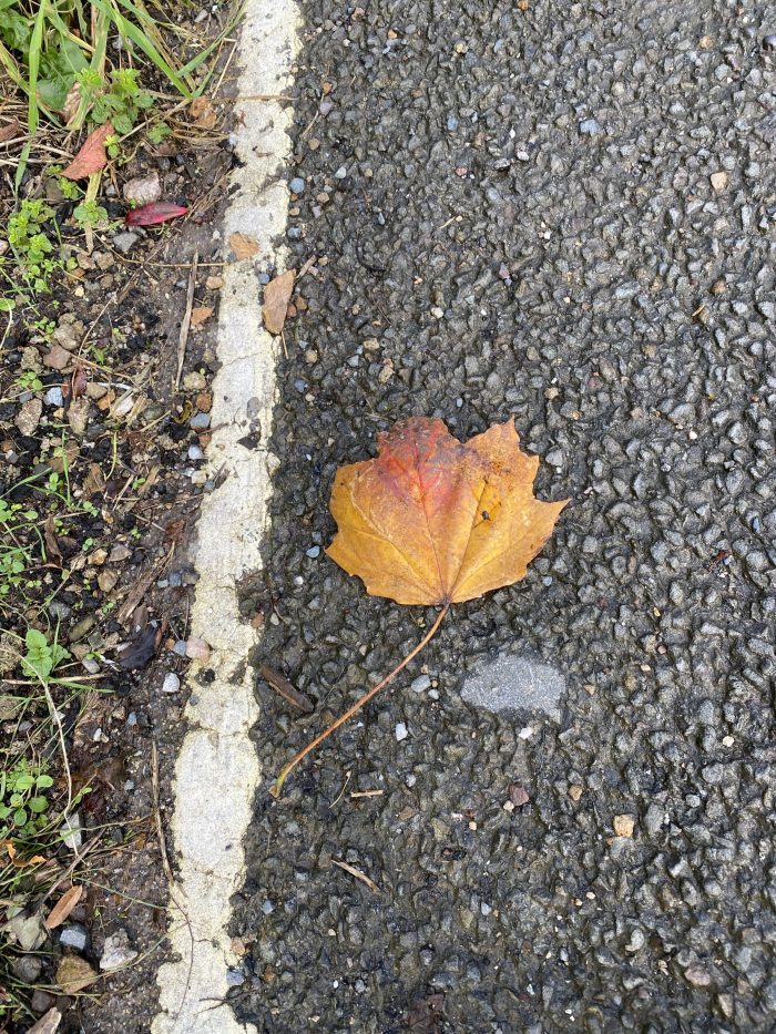 Coloured leaf on the side of the road.
