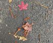 Leaves on the Pavement.