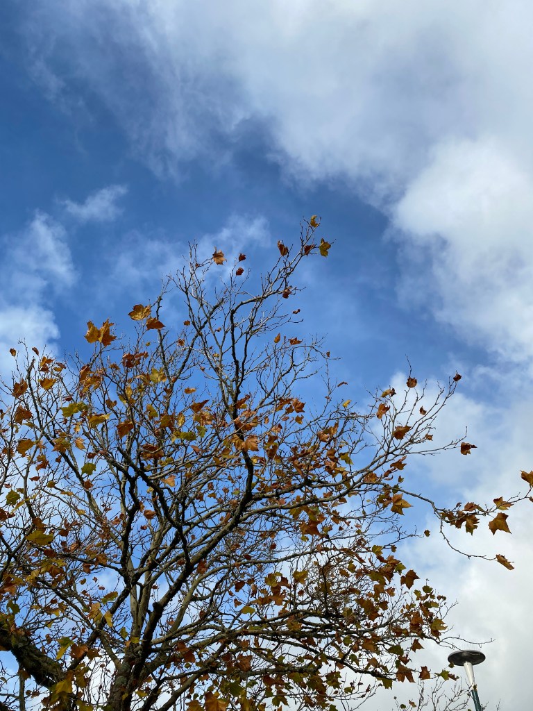 Sky through the branches.
