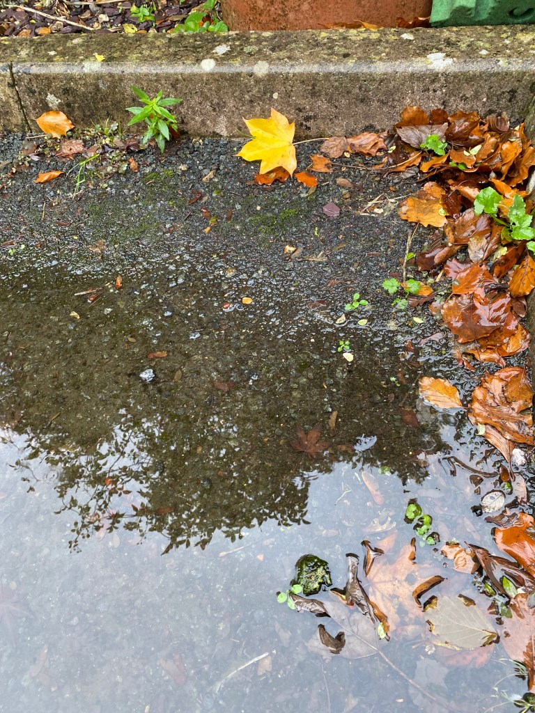 Refections in a puddle.