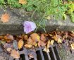 Flower and leaves over the drain.