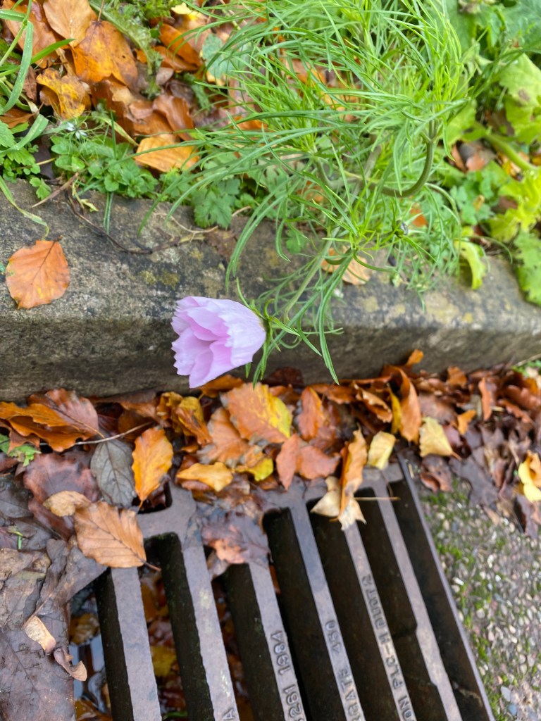 Flower and leaves over the drain.