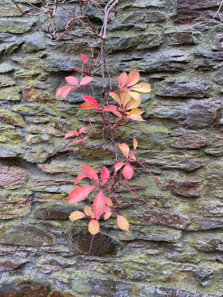 Creeper hanging over the wall.