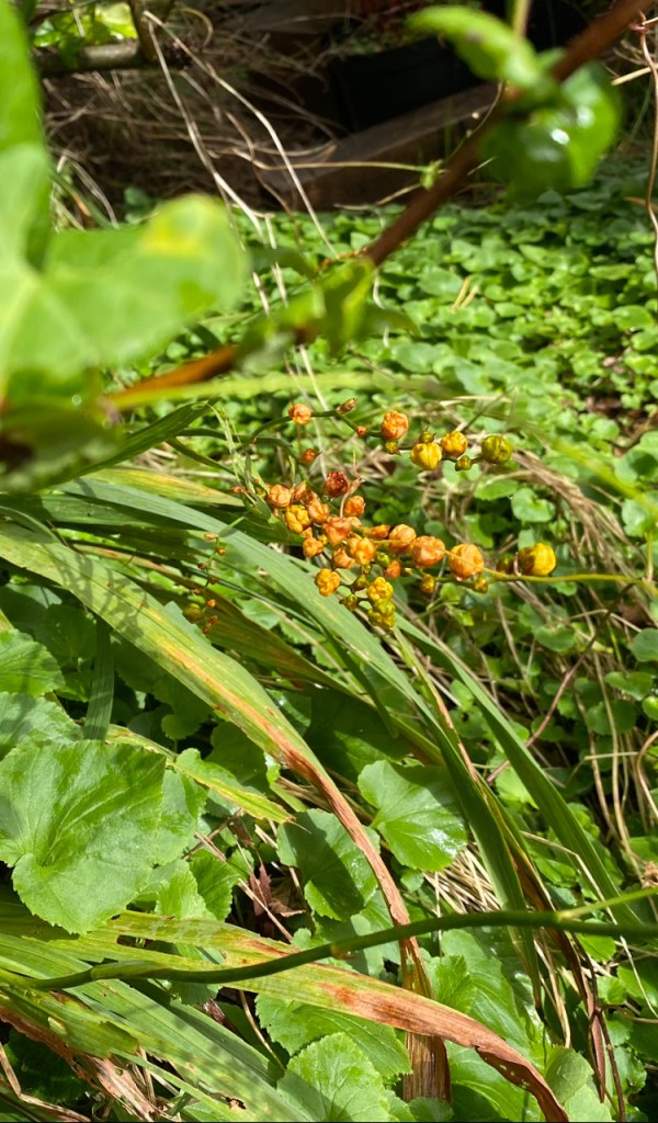 Orange on green leaves. 