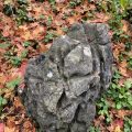 A rock among fallen leaves.