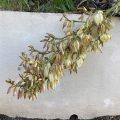 Yucca.
