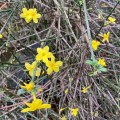 Winter Jasmine.