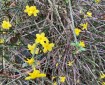 Winter Jasmine.