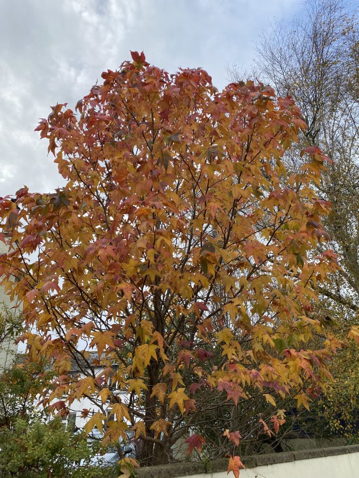 Golden tree.