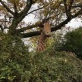 Giraffe in Totnes