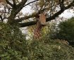Giraffe in Totnes