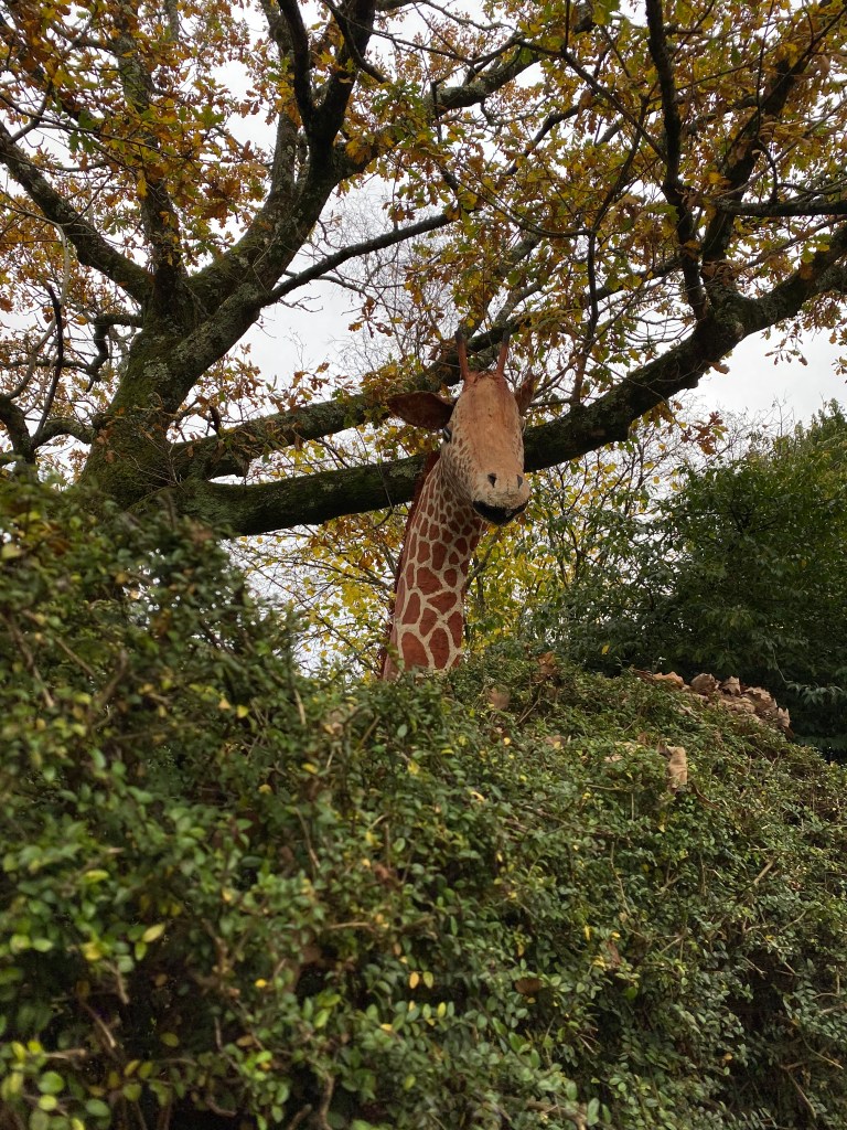 Giraffe in Totnes