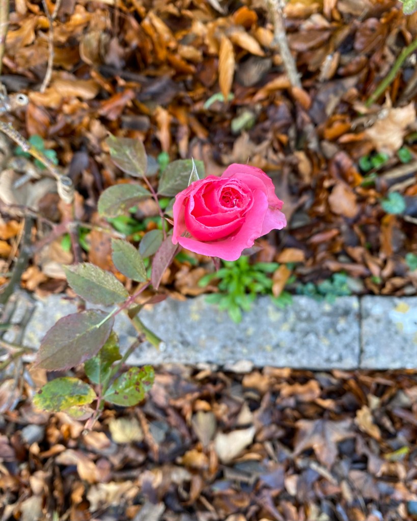 A late rose.