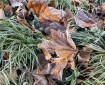 Frosty leaves with frosty grass.