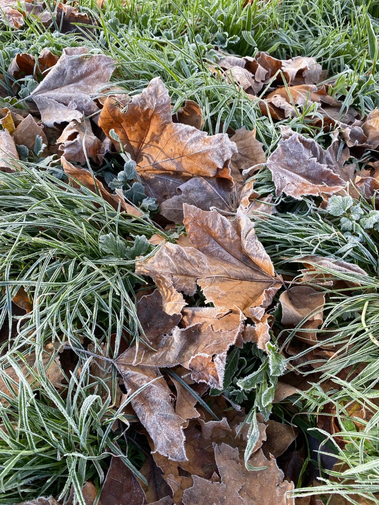Frosty leaves with frosty grass.