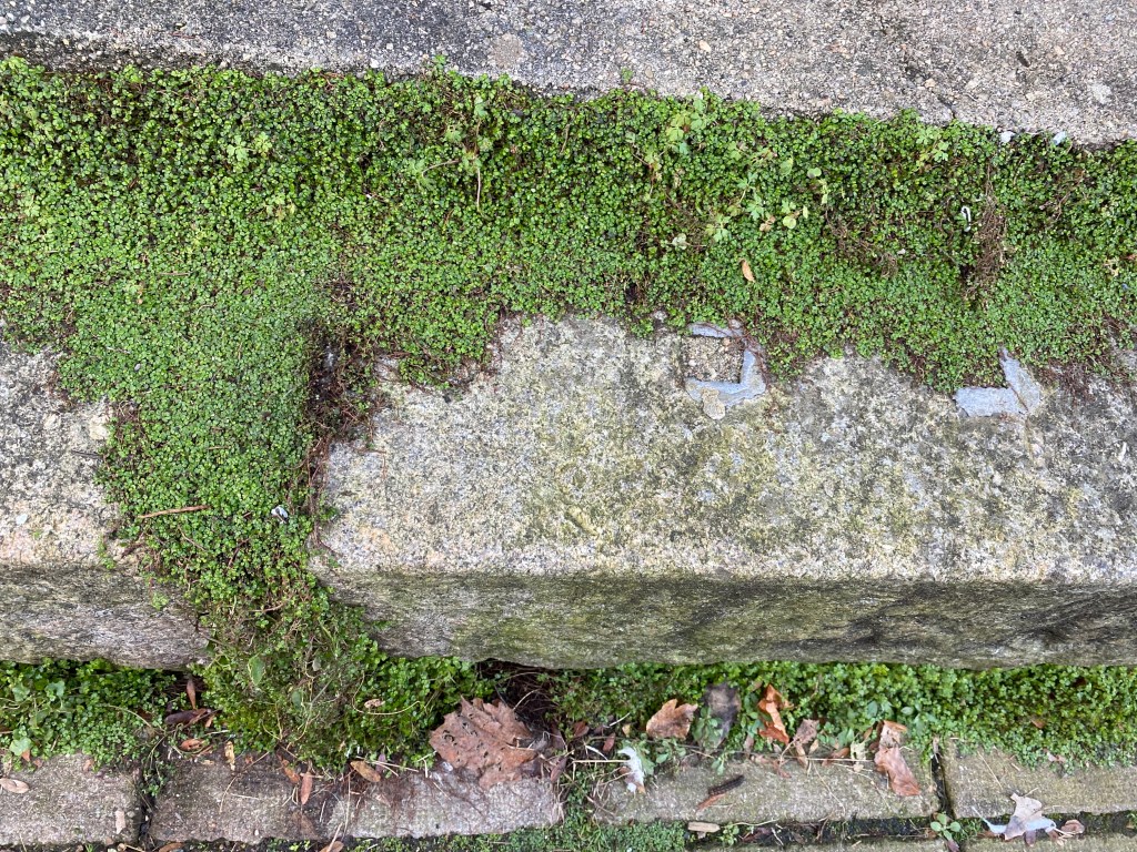 Pavement moss.
