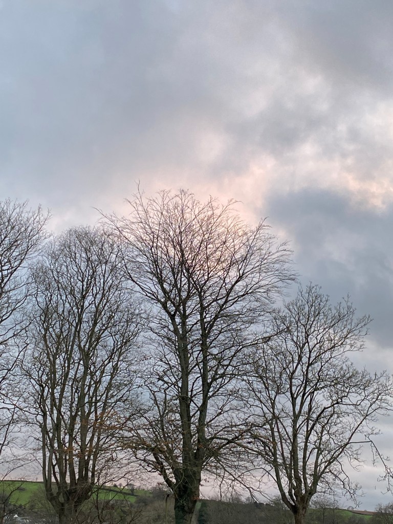 Trees against the sky.