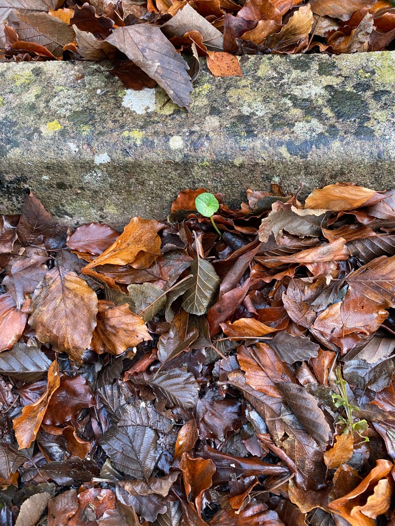 New growth in amongst wet leaves.