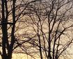 Trees in silhouette against the sunset.