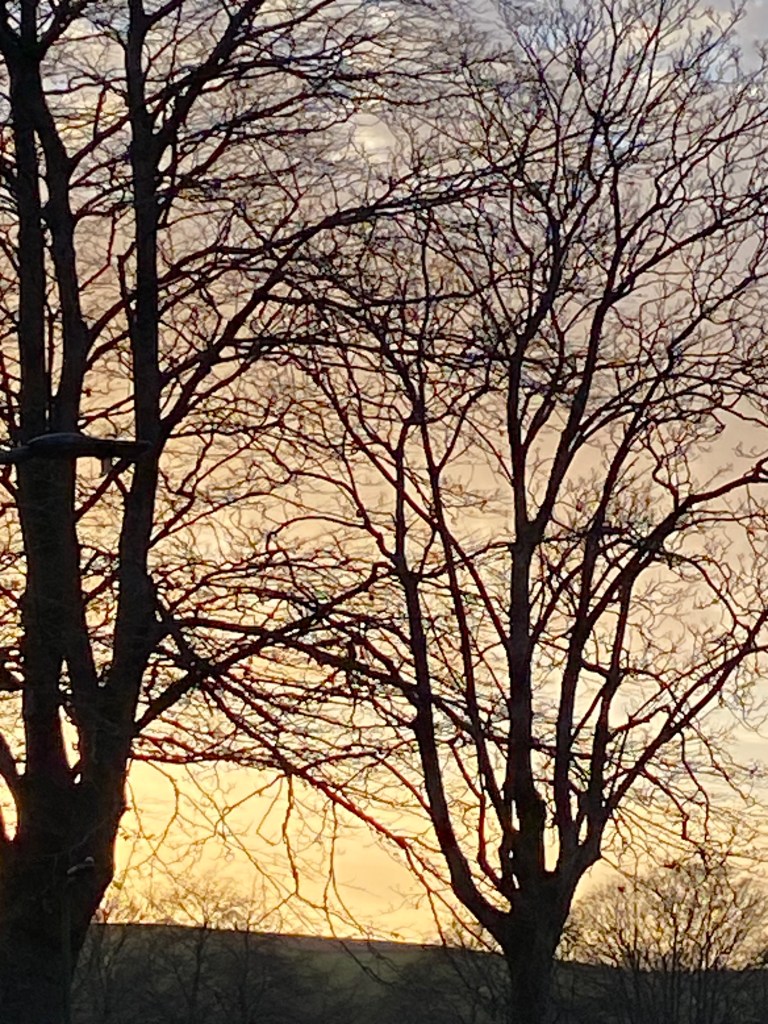 Trees in silhouette against the sunset.