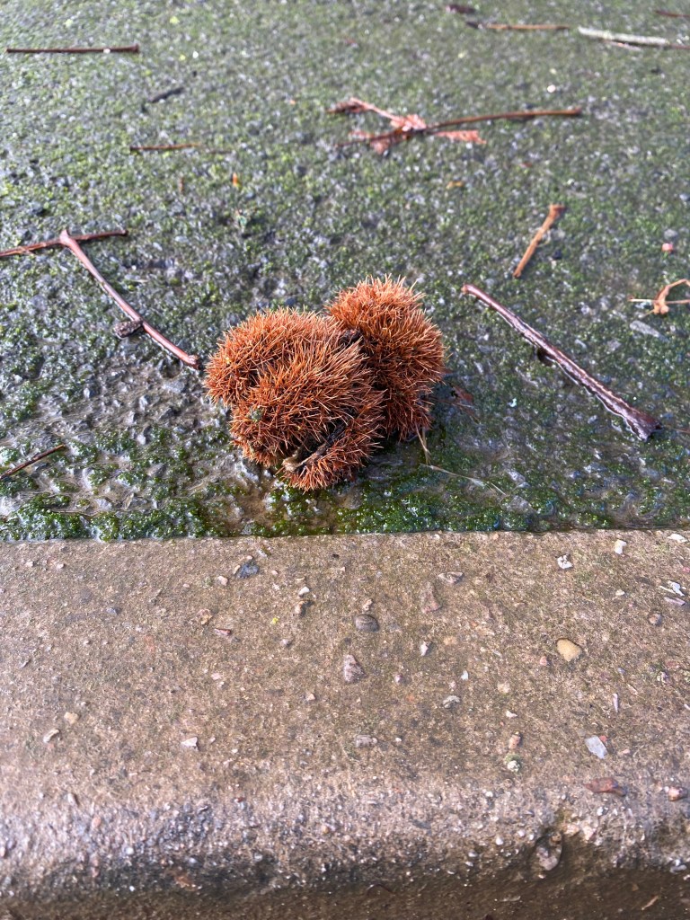 Late Horse Chestnut.