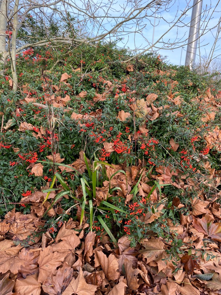 Still life put on by nature. 