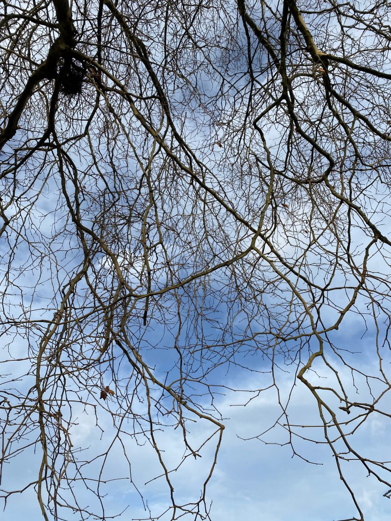 Sky through the trees. 