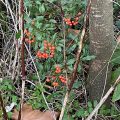 Red berries on green leaves next to a tree.